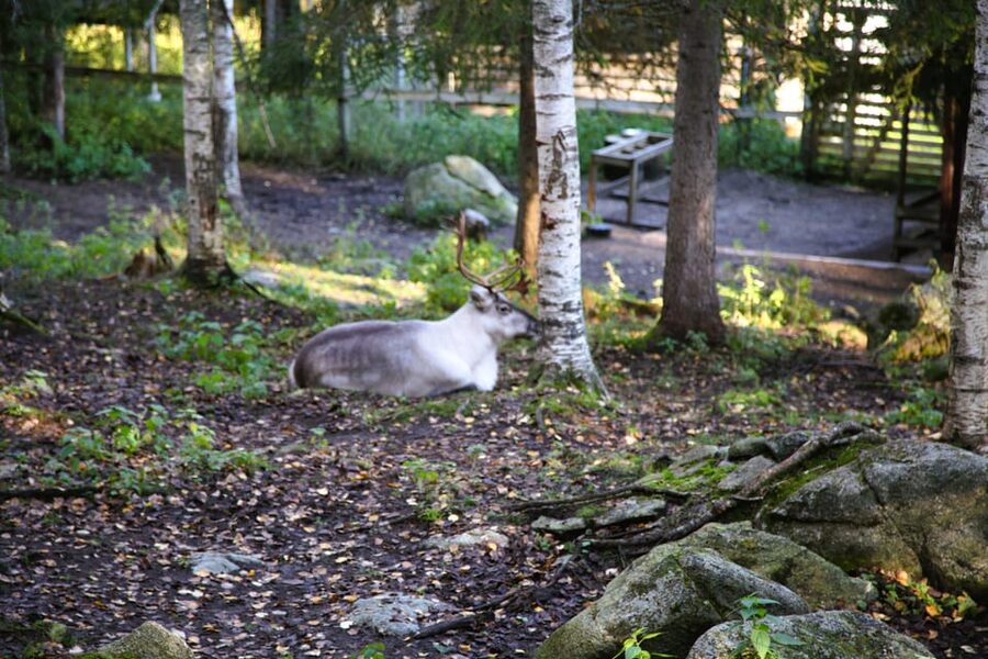 Rovaniemi: trip to the Ranua Zoo (transportation, tickets) - Snowy paths and the pace of the visit