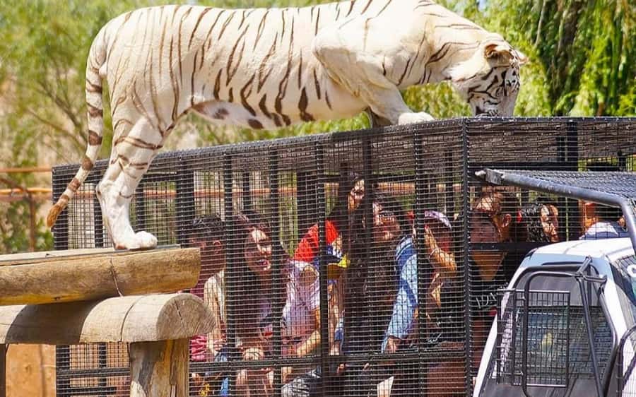 SAFARI PARK-TOUR RANCAGUA : CHILE - What the Rancagua Safari Park day is really like