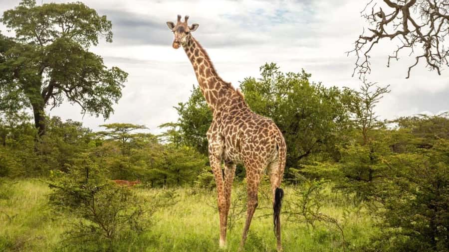 SAFARI PARK-TOUR RANCAGUA : CHILE - The feline safari, with lions and a tiger