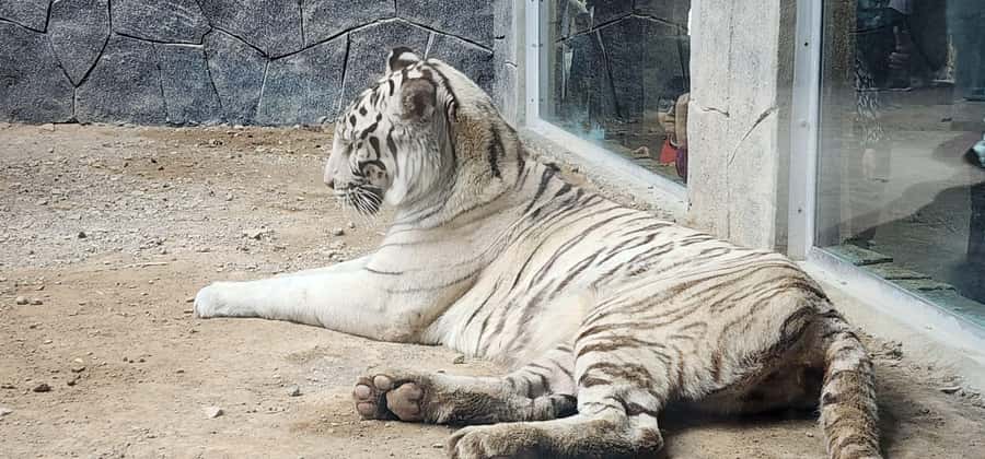 Safari World Zoo and Wahiba Sands with Sunset - Camel rides and quad bikes, with an important price warning