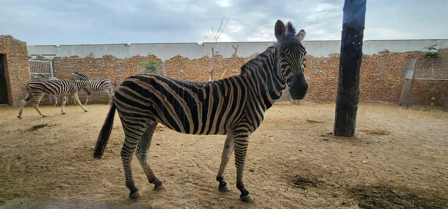 Safari World Zoo and Wahiba Sands with Sunset - The sunset stop, only 15 minutes on paper