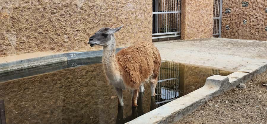 Safari World Zoo and Wahiba Sands with Sunset - Dinner at the desert camp