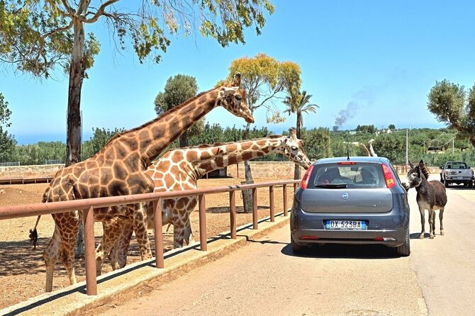 Safari Zoo Adventure and Ostuni Visit in Mini Van - Key points to know before booking