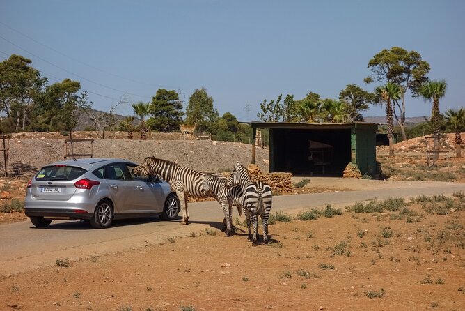 Safari Zoo Adventure and Ostuni Visit in Mini Van - The two-hour drive-through safari