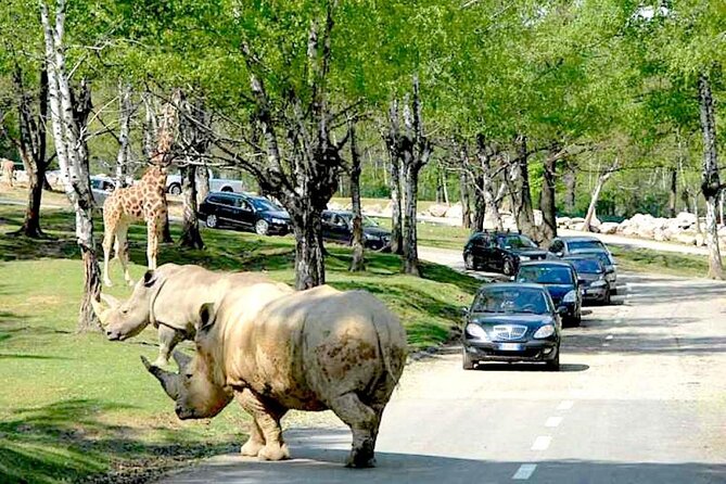 Safari Zoo Adventure and Ostuni Visit in Mini Van - Why the small van matters