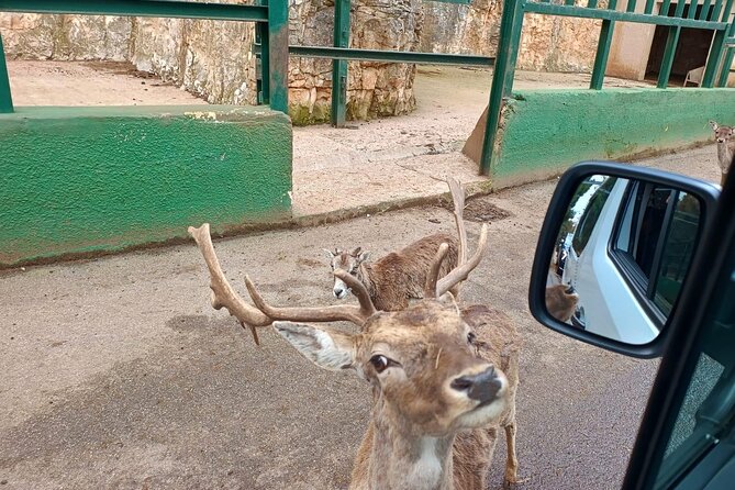 Safari Zoo Adventure and Ostuni Visit in Mini Van - Price, timing, and what you really receive