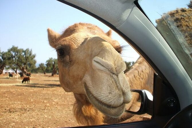 Safari Zoo Adventure and Ostuni Visit in Mini Van - The traditional zoo area adds a different kind of visit