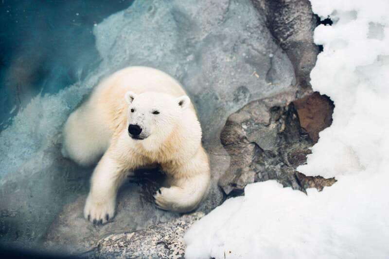Saint Felicien: Admission to Zoo Sauvage - Key points to know before you go