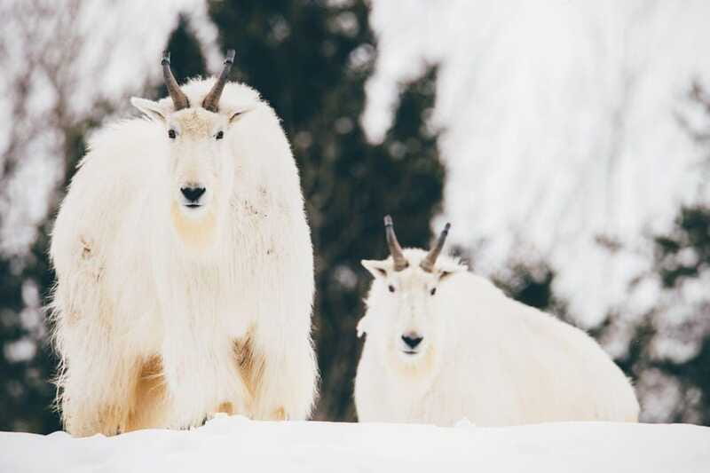Saint Felicien: Admission to Zoo Sauvage - Is $46 a fair price?