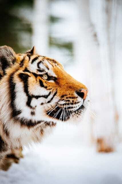 Saint Felicien: Admission to Zoo Sauvage - Who will enjoy this most?