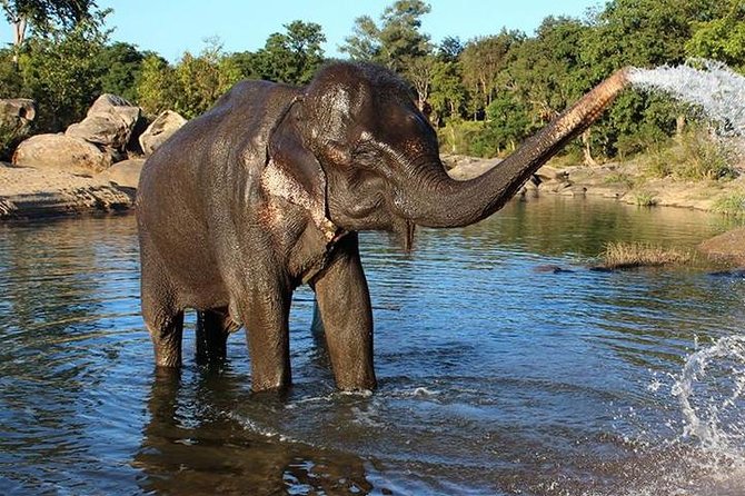 Same day Tajmahal tour with SOS Elephant/Bear wildlife Sanctuary - The three-and-a-half-hour return to Delhi