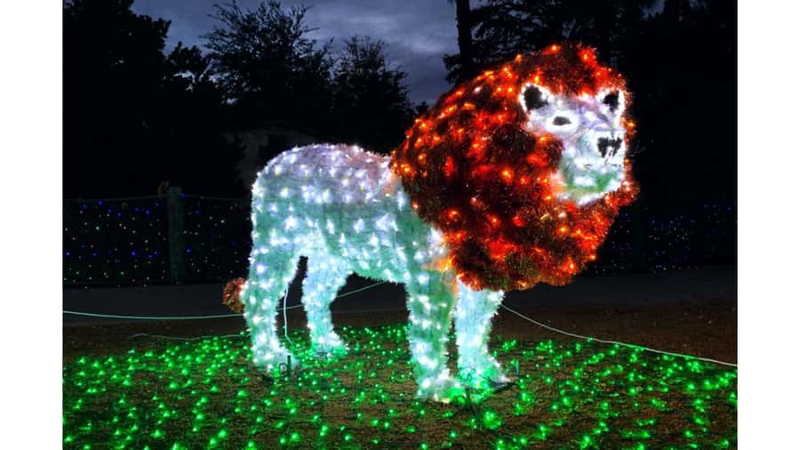 San Antonio Zoo Any Day Ticket including ZooLights - Big Cat Valley and The Savanna deliver the classic zoo moments