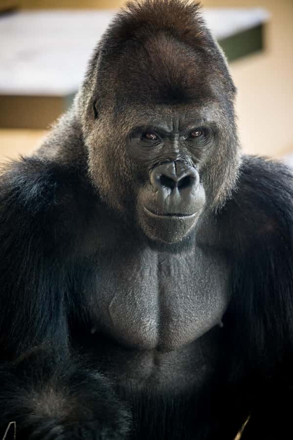 San Antonio Zoo Any Day Ticket including ZooLights - Africa Live brings several strong stops together