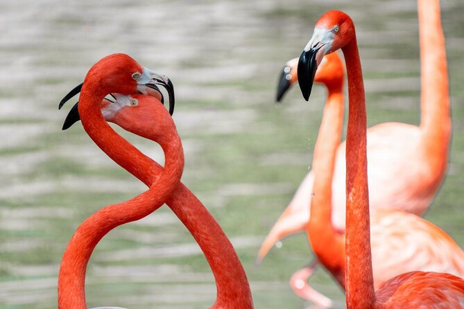San Antonio Zoo General Admission Ticket - Quick points to know