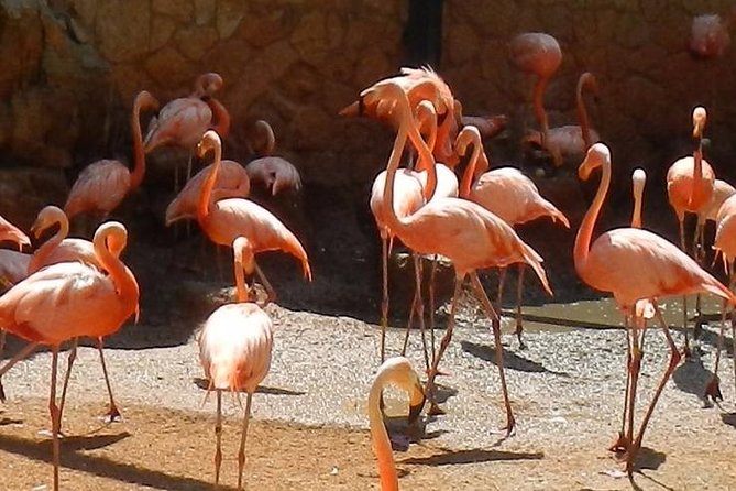 San Antonio Zoo General Admission Ticket - Africa Live! and the Savanna