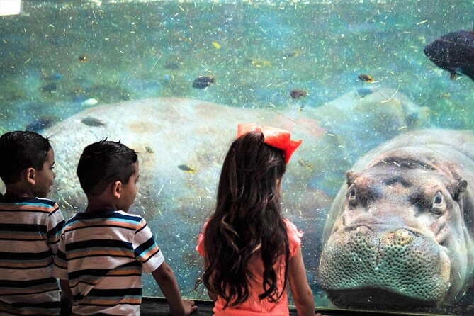 San Antonio Zoo General Admission Ticket - Birds, reptiles, and Flamingo Mingle