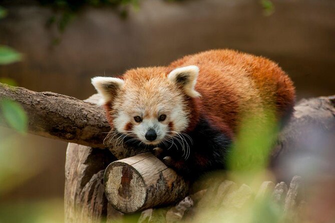 San Diego Explorer Pass: Save up to 50% - Includes San Diego Zoo - Key points to know before you buy
