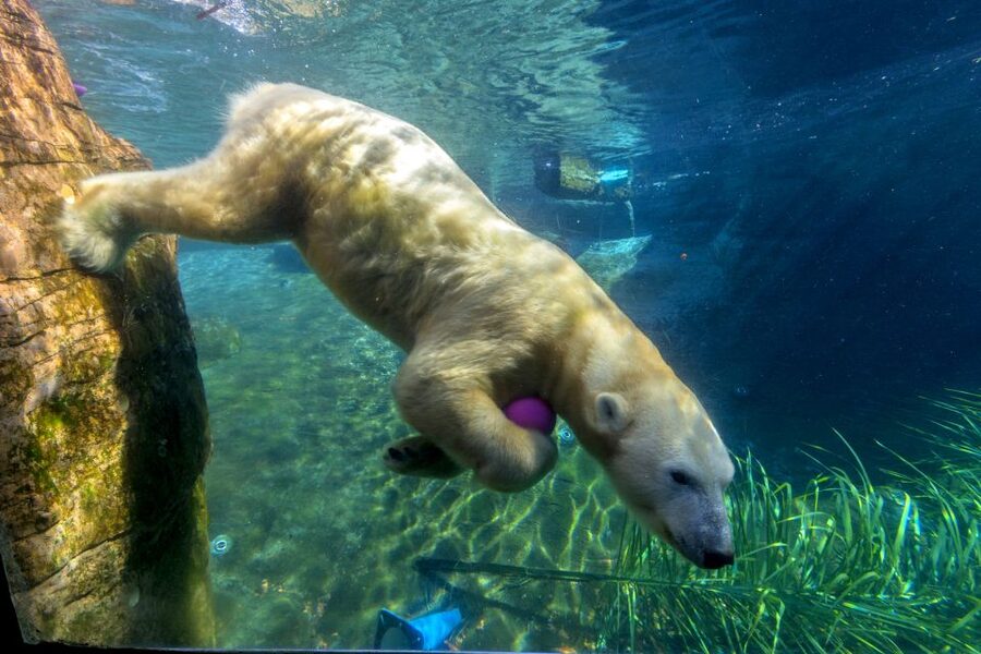 San Diego Zoo: 1-Day Admission Ticket - Galápagos tortoises and the smaller encounters