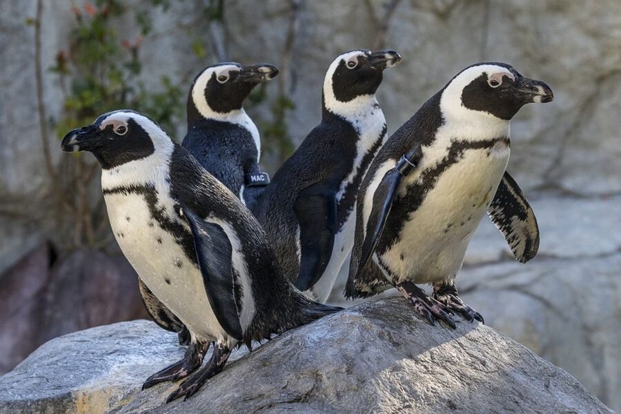 San Diego Zoo: 1-Day Admission Ticket - Polar Bear Plunge brings the Arctic closer