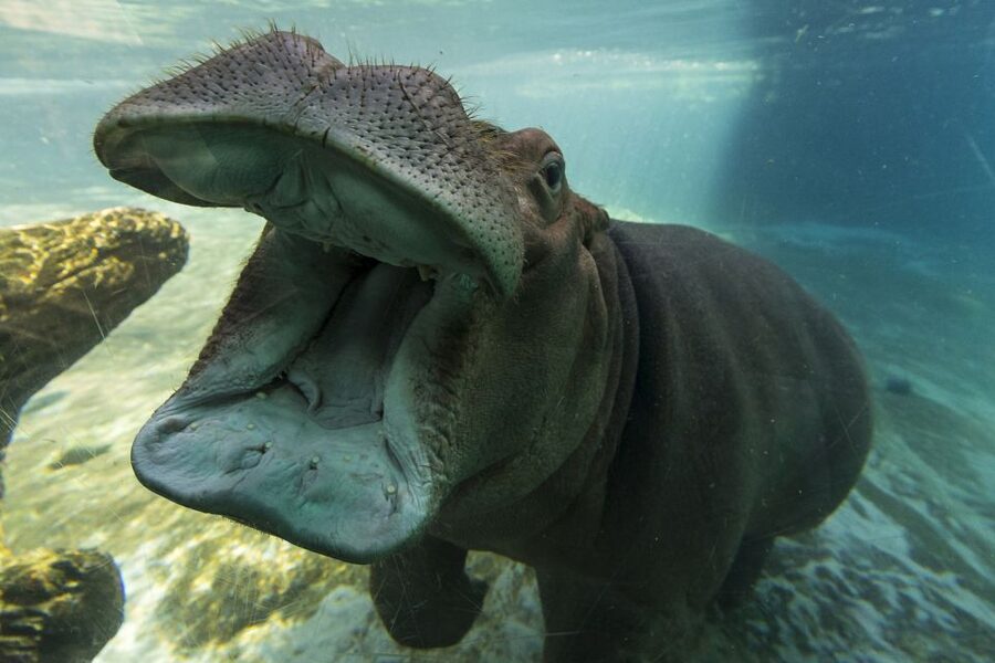 San Diego Zoo: 1-Day Admission Ticket - Africa Rocks and the unusual animals