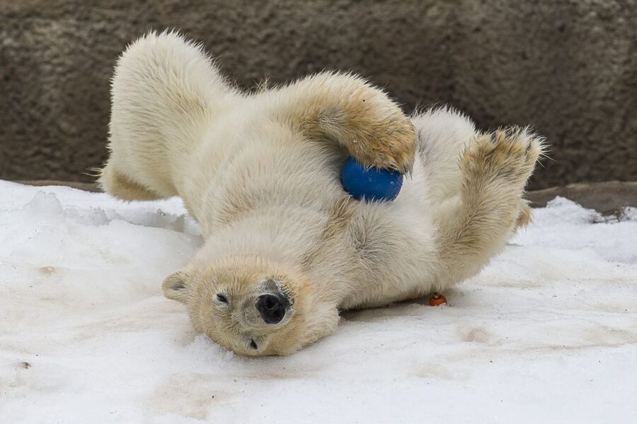 San Diego Zoo: 1-Day Admission Ticket - Gorillas, koalas, cats, and classic zoo favorites