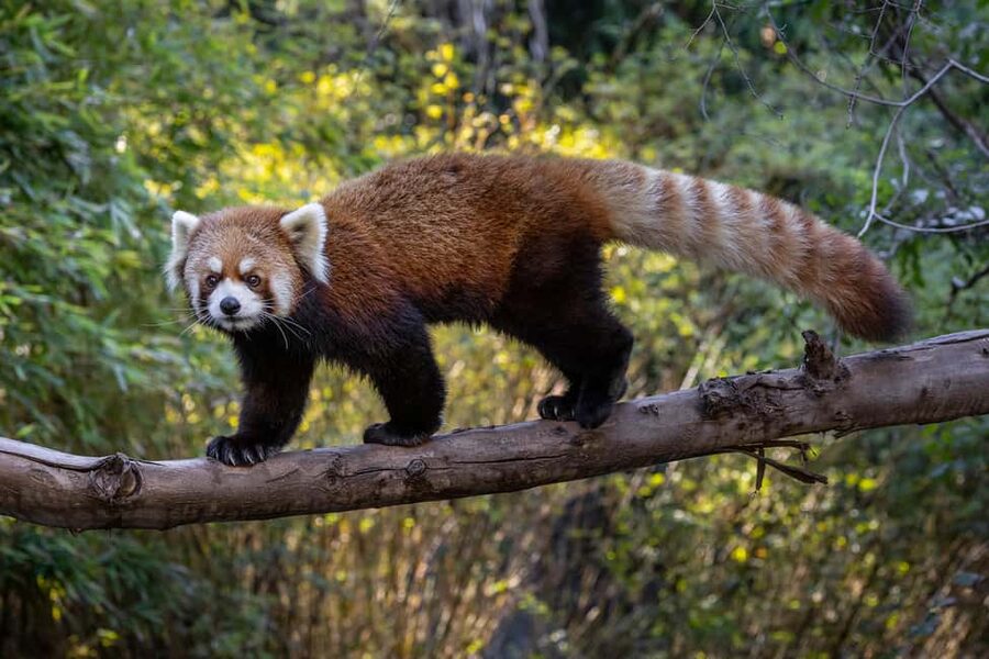 San Diego Zoo Admission Ticket - Food, water, crowds, and comfort