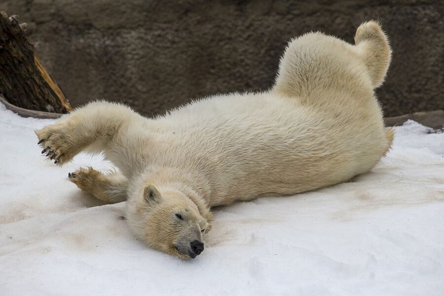 San Diego Zoo and Safari Park: 2-Day Entry Ticket - Should you book the two-day pass?
