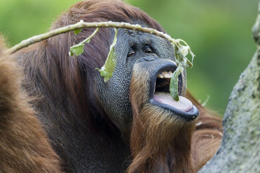 San Diego Zoo and Safari Park: 2-Day Entry Ticket - Two parks, two very different days
