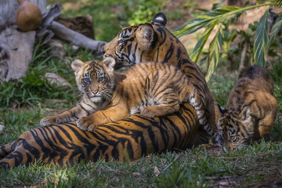 San Diego Zoo and Safari Park: 2-Day Entry Ticket - Sumatra, Tiger Trail, and Lion Camp
