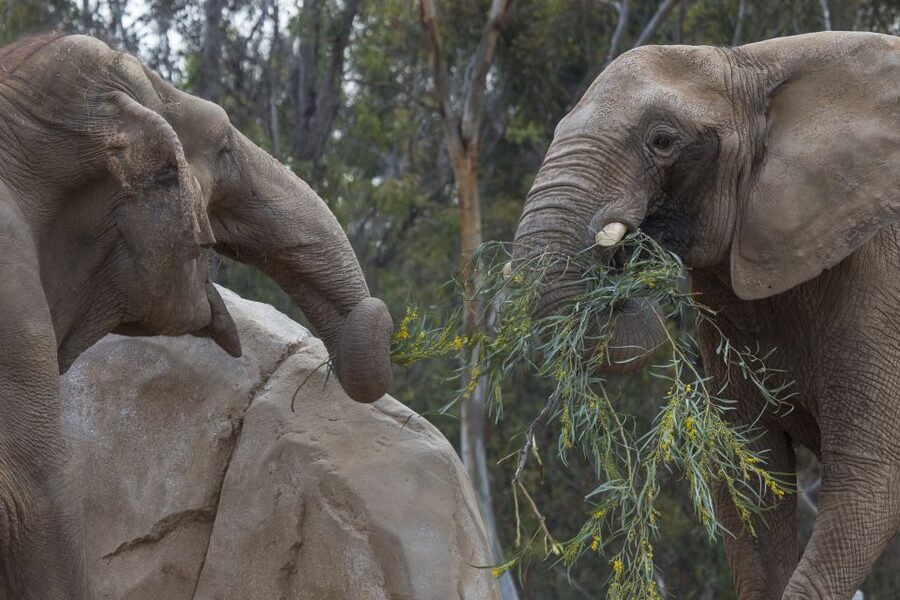 San Diego Zoo and Safari Park: 2-Day Entry Ticket - Practical details that affect your day