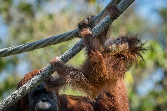 San Diego Zoo and Safari Park 2-Visit Pass Ticket - Safari Park: space, distance, and the Africa Tram
