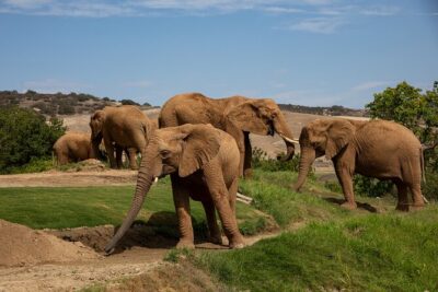 San Diego Zoo and Safari Park 2-Visit Pass Ticket