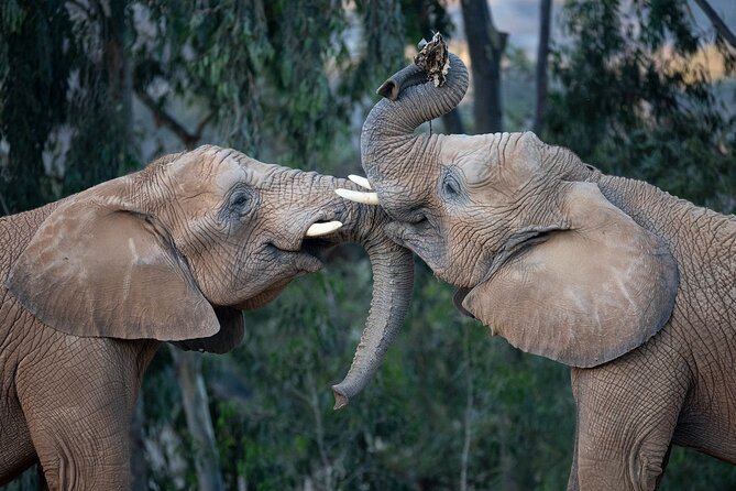 San Diego Zoo and Safari Park 2-Visit Pass Ticket - Why one day for both parks is a poor plan