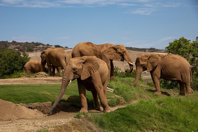 San Diego Zoo and Safari Park 2-Visit Pass Ticket - San Diego Zoo: the stronger first visit