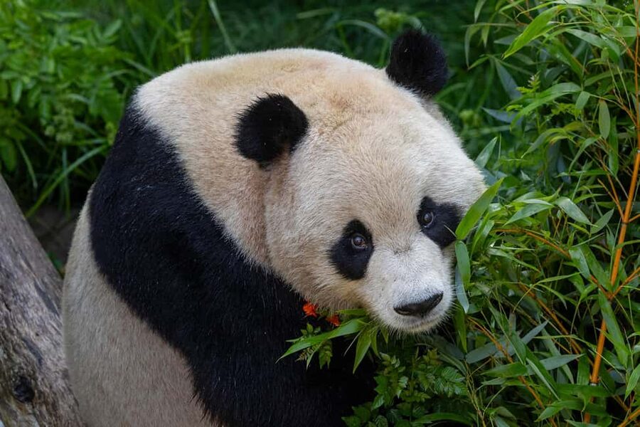 San Diego Zoo Safari Park 1-Day Ticket - Getting there and making the $78 ticket count