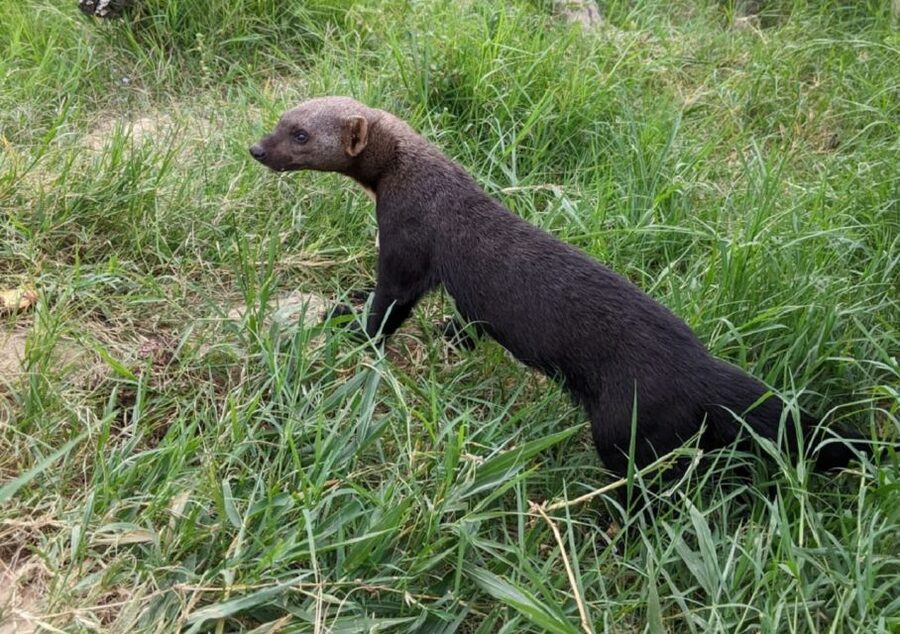 Santa Cruz: Wildlife Sanctuary and Preservation Park Tour - Should you book the AFASI day trip?