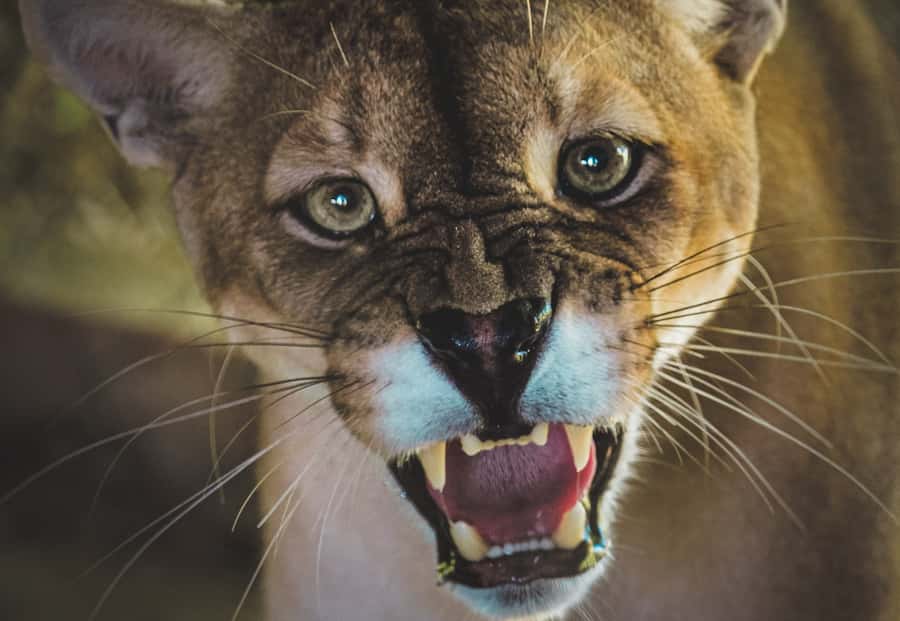 Santa Cruz: Wildlife Sanctuary and Preservation Park Tour - A personal wildlife project outside Santa Cruz