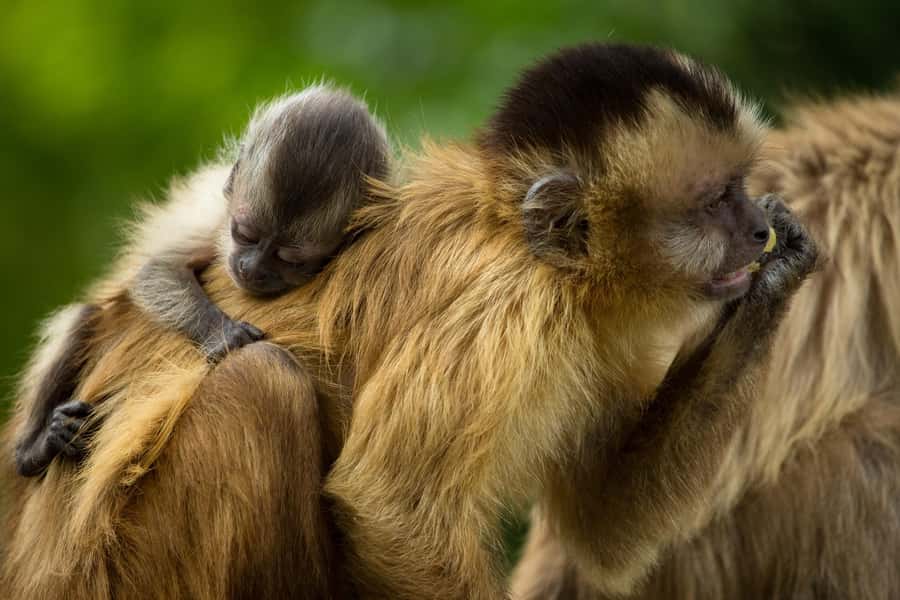 Santa Cruz: Wildlife Sanctuary and Preservation Park Tour - From lagoons to swamps on the second walk