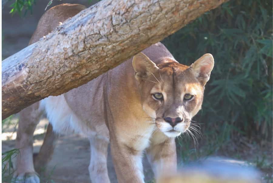 Santa Cruz: Wildlife Sanctuary and Preservation Park Tour - Lunch with monkeys watching from nearby
