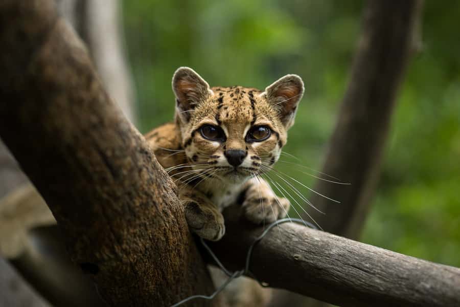 Santa Cruz: Wildlife Sanctuary and Preservation Park Tour - Language and group atmosphere
