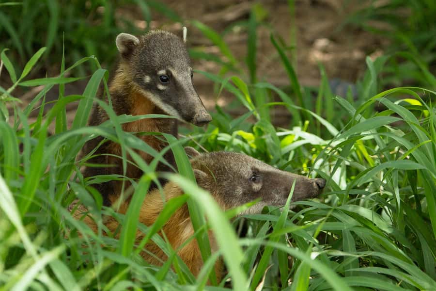 Santa Cruz: Wildlife Sanctuary and Preservation Park Tour - Is $85 a fair price?