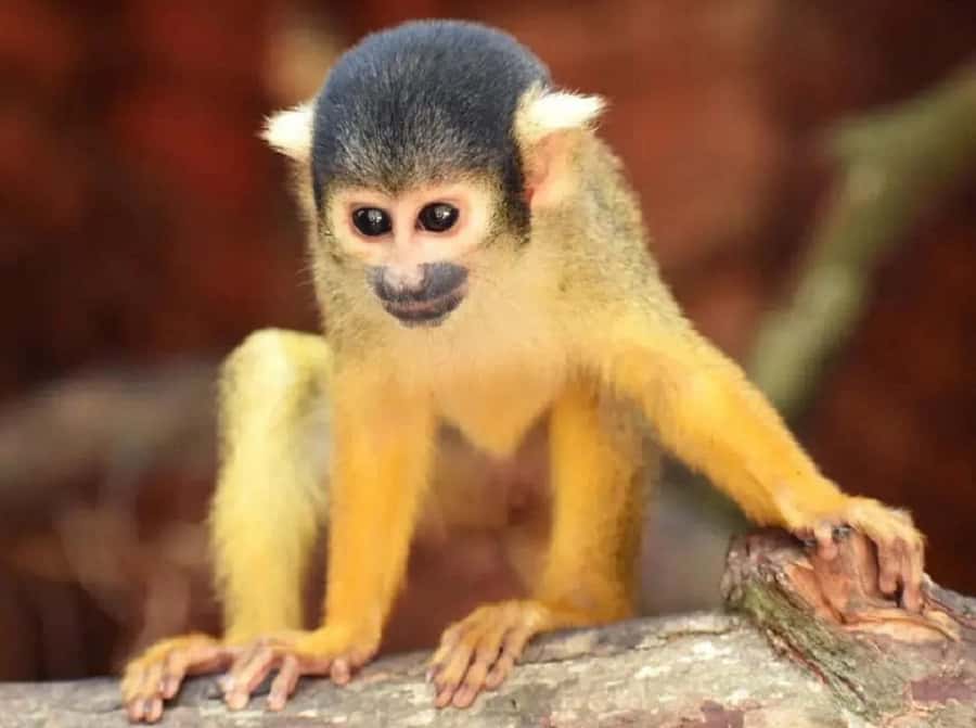 Santa Cruz: Wildlife Sanctuary and Preservation Park Tour - The sanctuary tour and its unusual animal encounters