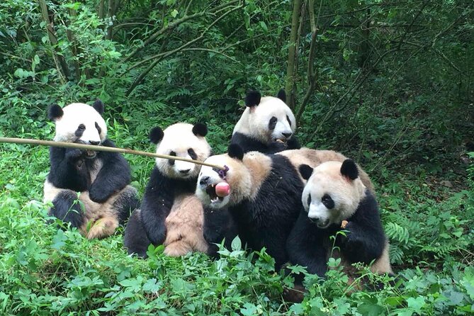 Sanxingdui Museum+Chengdu Panda Base or Jinsha Site Tour - What is included, and what is not