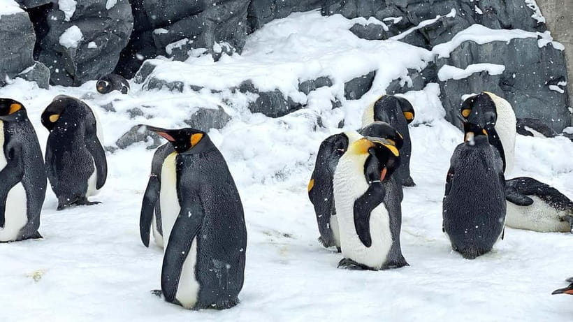 Sapporo Winter : Asahiyama Zoo (Penguin Fun & Snowmobile) - Ningle Terrace and its small winter shops