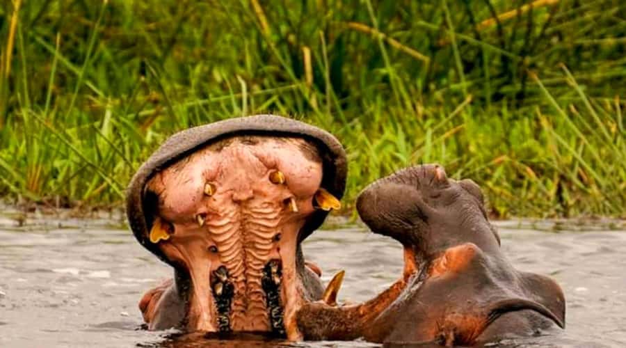 Schotia Safaris: Best Wildlife Encounters in Port Elizabeth - Leaving Port Elizabeth for the bush
