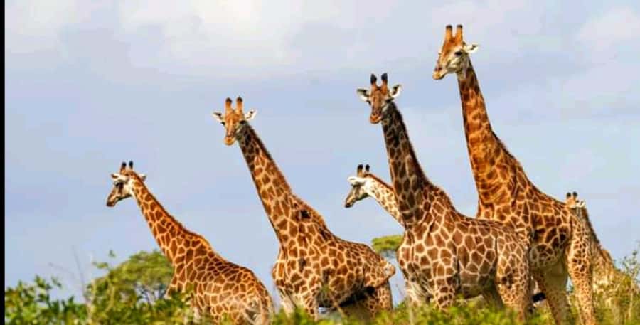 Schotia Safaris: Best Wildlife Encounters in Port Elizabeth - Elephants, lions, zebras, and giraffes