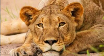 Schotia Safaris: Best Wildlife Encounters in Port Elizabeth