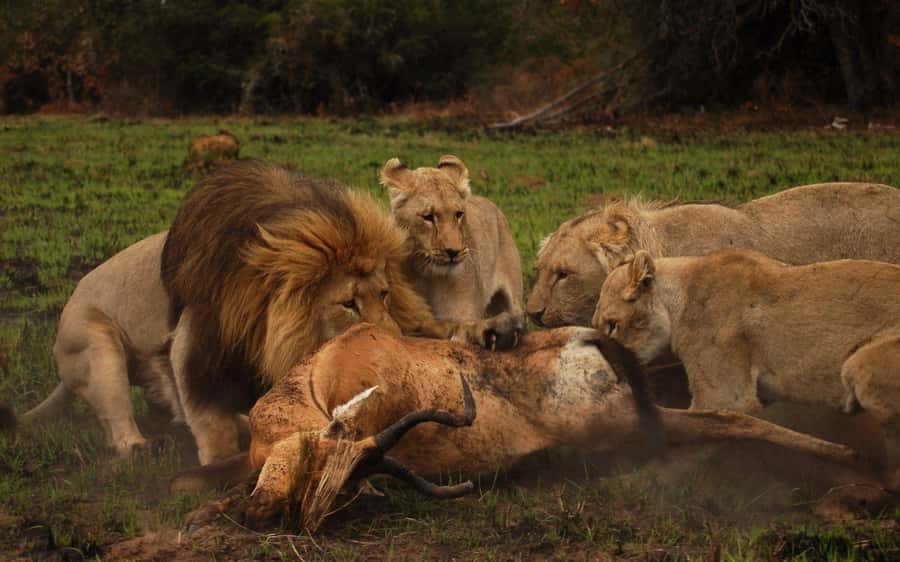 Schotia Safaris: Best Wildlife Encounters in Port Elizabeth - The refreshment stop and what is not included