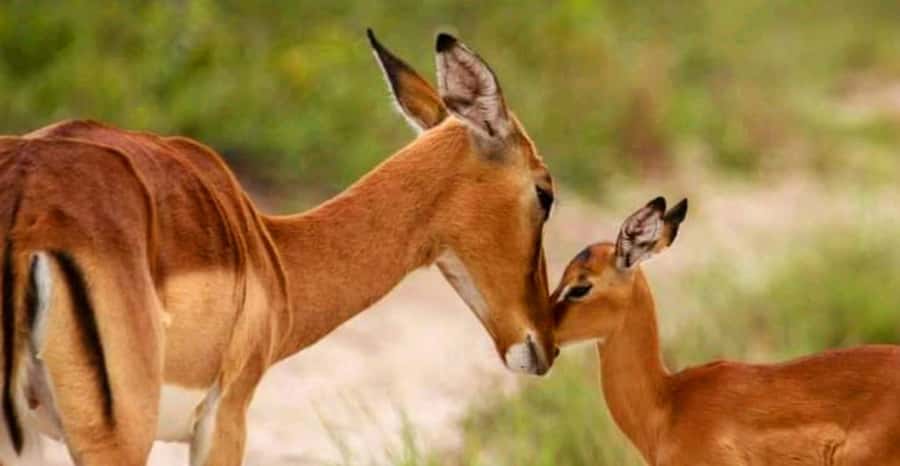 Schotia Safaris: Best Wildlife Encounters in Port Elizabeth - Port timing, pickup points, and flexibility