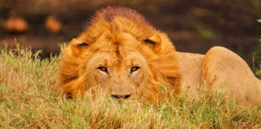 Schotia Safaris: Best Wildlife Encounters in Port Elizabeth - Should you book Schotia Safaris?